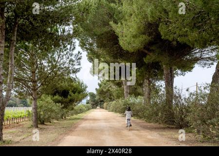 Vue prise de derrière d'une femme faisant du vélo sur une route bordée d'arbres à travers les vignes, Villa Marina ; Alghero, Sassari, Sardaigne, Italie Banque D'Images