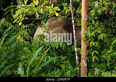 Éléphant de Bornéo (Elephas maximus borneensis, alias éléphant pygmée de Bornéo, éléphant de Bornéo), regardant depuis la végétation. Banque D'Images