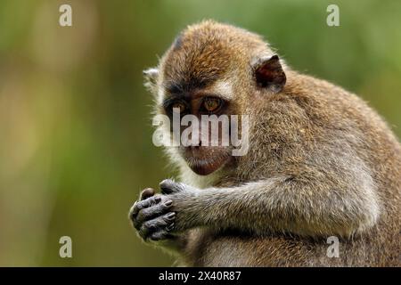 Gros plan d'un macaque juvénile à longue queue (macaque juvénile à longue queue, alias macaque mangeur de crabe). Rivière Kinabatangan, Sukau, Sabah Bornéo, Malaisie Banque D'Images