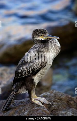 Jeune cormoran adolescent debout sur un rocher contre un paysage marin coloré. Phalacrocorax carbo Banque D'Images