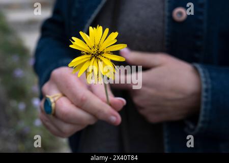 Main de femme tenant une fleur jaune avec des pétales délicats ; Mykonos, Grèce Banque D'Images