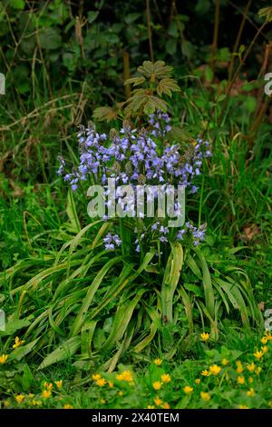 Bluebells. Hyacinthoides hispanica - printemps. Prise en avril 2024. Banque D'Images