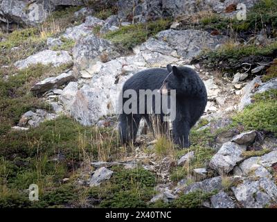 Un ours noir (Ursus americanus) fait une pause sur un flanc de montagne de se nourrir de canneberges basses à la mi-octobre après-midi dans le sud du... Banque D'Images