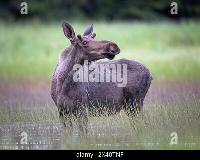 Portrait d'un jeune orignal taureau (Alces alces) jetant un œil leurreux alors qu'il pataugeait dans les peu profonds d'un étang du centre-sud de l'Alaska au milieu de l'été. Moose oft... Banque D'Images