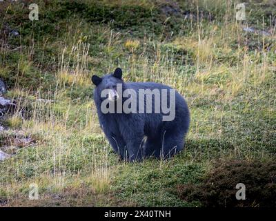 Portrait d'un ours noir (Ursus americanus) s'arrêtant sur un flanc de montagne de se nourrir de canneberges et regardant la caméra à la mi-octobre... Banque D'Images