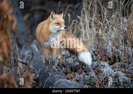 Portrait d'un renard roux (Vulpes vulpes) fait une pause et se tient debout sur une bûche tout en chassant par un matin glacial d'octobre dans le centre-sud de l'Alaska Banque D'Images