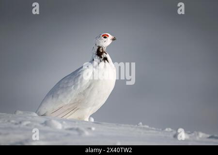 Portrait en gros plan d'un ptarmigan de saule mâle (Lagopus lagopus) montrant les premières couleurs de reproduction dans ses peignes du cou et des yeux, surmontant son haut pays ... Banque D'Images