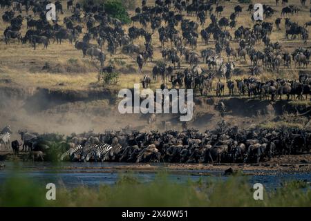 Le zèbre des plaines (Equus quagga) et le gnous bleu (Connochaetes taurinus) boivent dans le parc national du Serengeti, en Tanzanie Banque D'Images