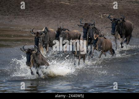 Sept gnous bleus (Connochaetes taurinus) galopent à travers une rivière peu profonde ; parc national du Serengeti, Tanzanie, Afrique Banque D'Images