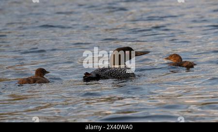 Plongeon commun (Gavia immer), dans le plumage de reproduction, et deux poussins nageant à proximité ; Lac des bois, Ontario, Canada Banque D'Images