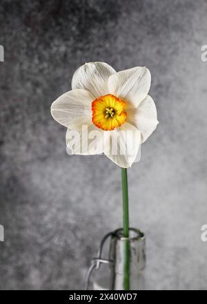 Incroyable fleur de jonquille blanche, jaune et orange 'Flower Record' dans une bouteille en verre. Belle disposition floristique printanière. (Narcisse) Copier l'espace. Banque D'Images