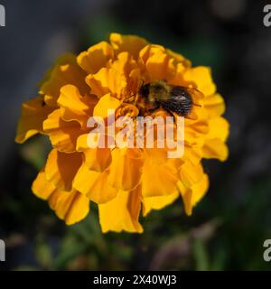Abeille reposant sur une fleur jaune ; Saanichton, Colombie-Britannique, Canada Banque D'Images