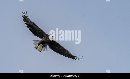 Aigle à tête blanche (Haliaeetus leucocephalus) avec une large envergure en vol dans un ciel bleu ; Lac des bois, Ontario, Canada Banque D'Images