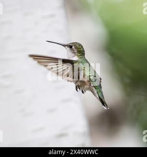 Flou de mouvement des ailes d'un colibri femelle à gorge de rubis (Archilochus colubris) en vol avec un bouleau flou en arrière-plan Banque D'Images