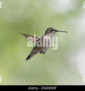 Flou de mouvement des ailes d'un colibri femelle à gorge rubis (Archilochus colubris) en vol ; Lac des bois, Ontario, Canada Banque D'Images