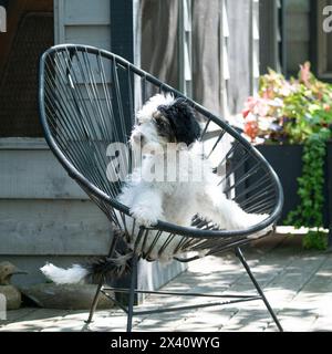 Portrait extérieur d'un chien dans une chaise ; Lac des bois, Ontario, Canada Banque D'Images