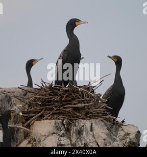 Cormoran à double crête (Nannopterum auritum) sur son nid sur la roche, avec deux autres cormorans ; Lac des bois, Ontario, Canada Banque D'Images