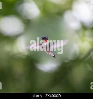 Colibri mâle à gorge de rubis (Archilochus colubris) avec des ailes floues en mouvement ; Lac des bois, Ontario, Canada Banque D'Images