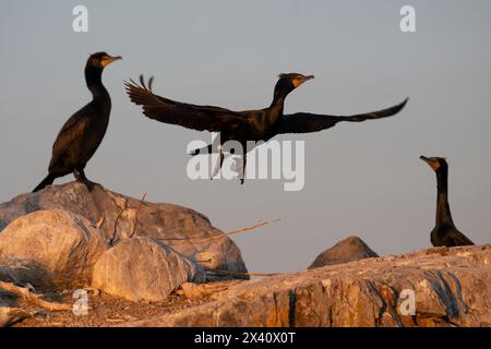 Trois cormorans (Phalacrocoracidae) sur la rive rocheuse d'un lac en mai au coucher du soleil, alors que l'un déploie ses ailes et prend son envol Banque D'Images