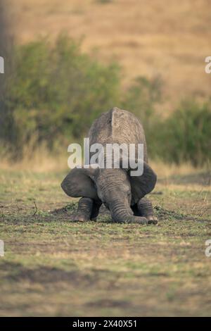 Bébé éléphant de brousse d'Afrique (Loxodonta africana) s'agenouille dans les prairies du parc national du Serengeti, Tanzanie Banque D'Images