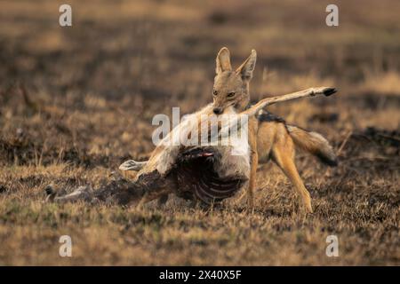 Peuplements de chacal à dos noir (Canis mesomelas) tenant des carcasses sur des prairies dans le parc national du Serengeti, Tanzanie Banque D'Images