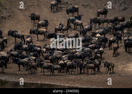 Le troupeau de gnous bleu (Connochaetes taurinus) se rassemble par rivière dans le parc national du Serengeti, Tanzanie Banque D'Images