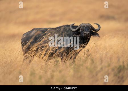 Buffalo du Cap (Syncerus caffer) debout dans la caméra de surveillance de l'herbe dans le parc national du Serengeti ; Tanzanie Banque D'Images