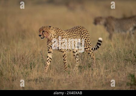 Guépard (Acinonyx jubatus) traverse une plaine herbeuse près d'une autre dans le parc national du Serengeti ; Tanzanie Banque D'Images