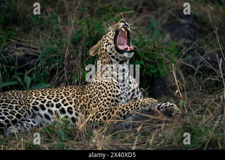 Gros plan d'une femelle léopard (Panthera pardus) bâillant largement dans le parc national du Serengeti ; Tanzanie Banque D'Images