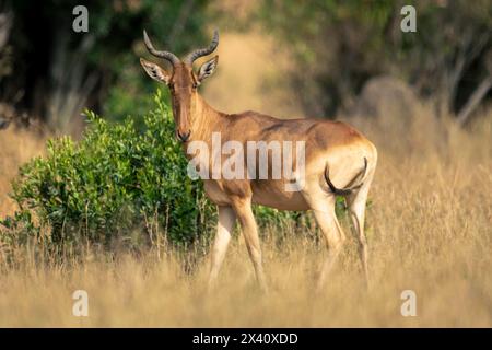 Portrait d'un hartebeest de Coca-Cola (Alcelaphus buselaphus cokii) debout sur la savane en tournant la tête et en regardant la caméra Banque D'Images