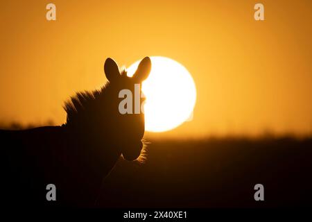 Silhouette rapprochée d'un zèbre des plaines au lever du soleil ; Parc national du Serengeti, Tanzanie, Afrique Banque D'Images