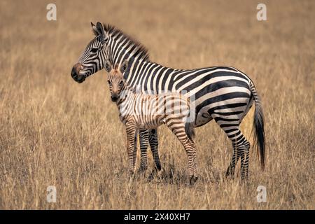 Le zèbre femelle des plaines (Equus burchellii) se dresse à côté du jeune poulain dans le parc national du Serengeti, en Tanzanie Banque D'Images