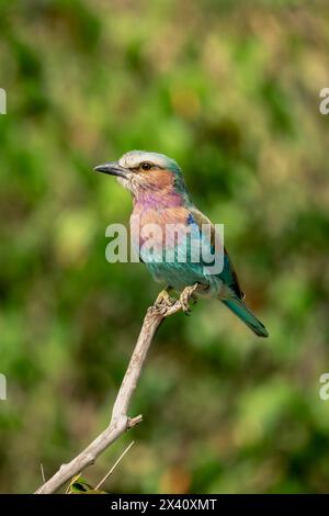 Caméra à roulettes à poitrine lilas (Coracias caudatus) pour yeux provenant d'une brindille morte dans le parc national du Serengeti ; Tanzanie Banque D'Images