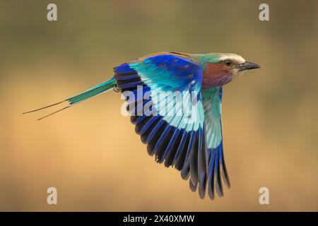 Le rouleau à poitrine lilas (Coracias caudatus) traverse la savane avec des ailes abaissées dans le parc national du Serengeti, en Tanzanie Banque D'Images