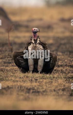 Le vautours à face de Lappet (Torgos tracheliotos) ouvre des ailes sur une plaine herbeuse dans le parc national du Serengeti, Tanzanie Banque D'Images