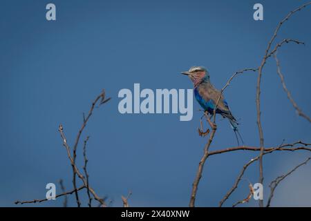 Rouleau à poitrine lilas (Coracias caudatus) sur brindille mince avec un feu de catchlight dans le parc national du Serengeti ; Tanzanie Banque D'Images