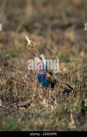 Le rouleau à poitrine lilas (Coracias caudatus) sur l'herbe jette un insecte dans le parc national du Serengeti ; Tanzanie Banque D'Images