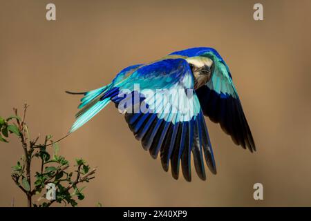 Le rouleau à poitrine lilas (Coracias caudatus) vole avec des ailes cachant la tête dans le parc national du Serengeti, Tanzanie Banque D'Images