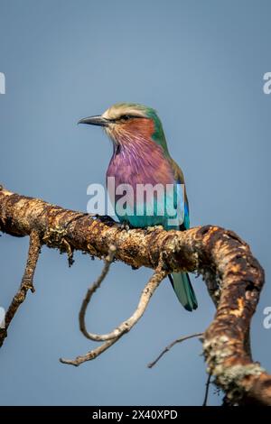 Portrait en gros plan d'un rouleau à poitrine lilas (Coracias caudatus) perché sur une brindille sous un ciel bleu ; Parc national du Serengeti, Tanzanie, Afrique Banque D'Images