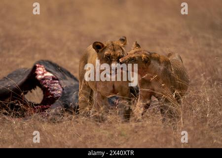 La lionne (Panthera leo) se tient debout léchant le lion mâle près de la carcasse de gnous dans la savane herbeuse ; parc national du Serengeti, Tanzanie, Afrique Banque D'Images