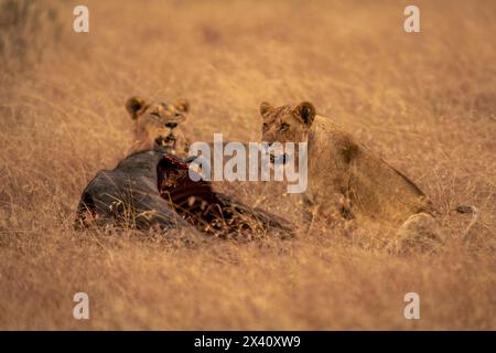 La lionne (Panthera leo) est assise près du lion mâle près de la carcasse dans le parc national du Serengeti, Tanzanie Banque D'Images