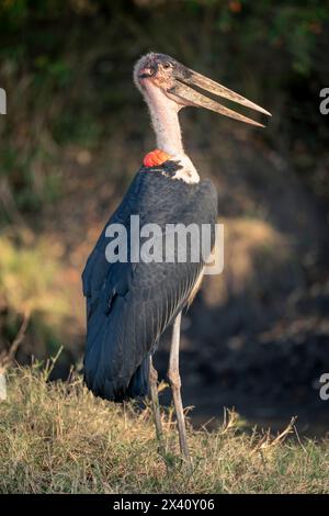 La cigogne de Marabou (Leptoptilos crumenifer) se dresse sur l'embouchure de la rive dans le parc national du Serengeti ; Tanzanie Banque D'Images