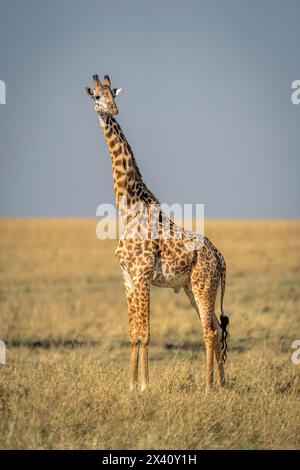 Girafe Masaï (Giraffa tippelskirchi) se dresse dans la savane caméra oculaire dans le parc national du Serengeti ; Tanzanie Banque D'Images