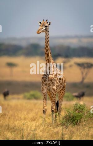 La girafe Masaï (Giraffa tippelskirchi) se trouve près de deux gnous bleus (Connochaetes taurinus) dans le parc national du Serengeti en Tanzanie Banque D'Images