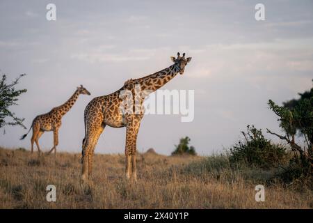 Girafe Masai (Giraffa tippelskirchi) regarde la caméra près d'une autre dans le parc national du Serengeti ; Tanzanie Banque D'Images