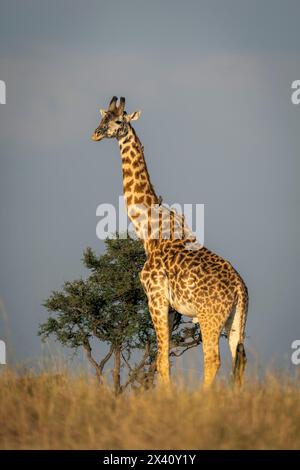 La girafe Masaï (Giraffa tippelskirchi) se tient à côté de la brousse dans le parc national du Serengeti ; Tanzanie Banque D'Images