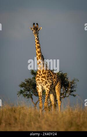 Girafe Masai (Giraffa tippelskirchi) regarde la caméra à côté de la brousse dans le parc national du Serengeti ; Tanzanie Banque D'Images