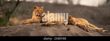 Panorama de deux lionnes (Panthera leo) gisant sur le rocher dans le parc national du Serengeti ; Tanzanie Banque D'Images