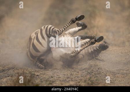 Zèbre des plaines (Equus quagga) roule sur la piste à dos dans le parc national du Serengeti ; Tanzanie Banque D'Images