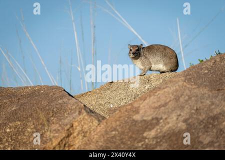 L'hyrax rocheux (Procavia capensis) sur kopje regarde vers la caméra dans le parc national du Serengeti ; Tanzanie Banque D'Images